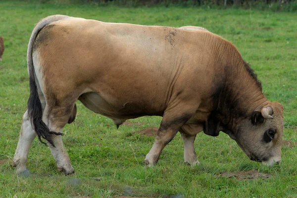 Joven Toro Marrón Aubrac Criar Prado — Foto de Stock