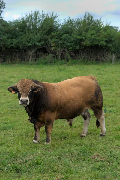 Aubrac Fajtájának Fiatal Barna Bikája Réten — Stock Fotó