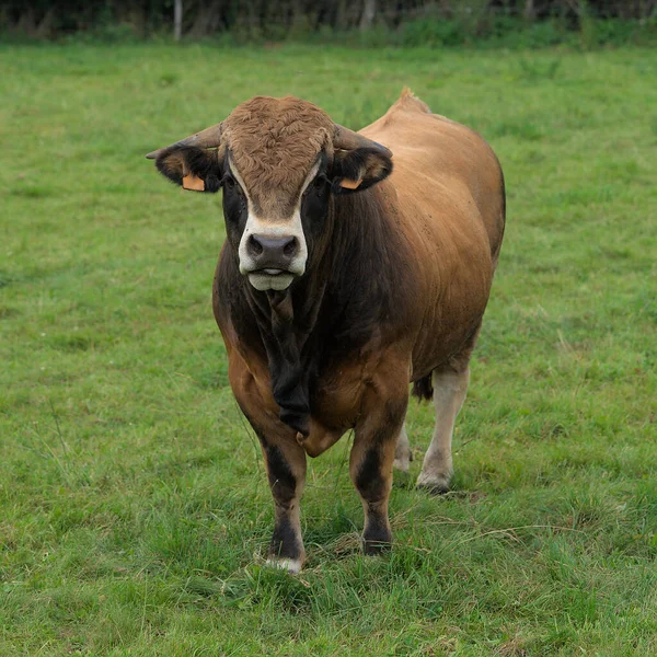 Jonge Bruine Stier Van Aubrac Ras Zijn Weide — Stockfoto