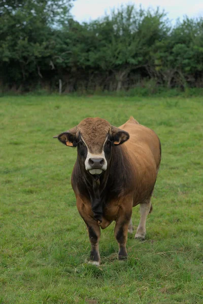 Młody Brązowy Byk Rasy Aubrac Swojej Łące — Zdjęcie stockowe