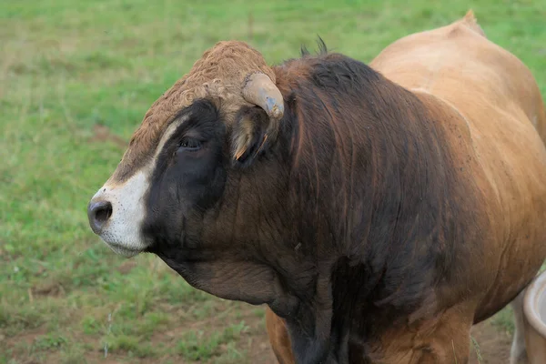 Jonge Bruine Stier Van Aubrac Ras Zijn Weide — Stockfoto