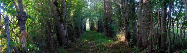 Panoramautsikt Över Gångväg Auvergne Skogen — Stockfoto