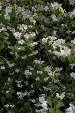 Seringat Korusu (Şairlerin Yasemin Korusu) ya da the white flowers