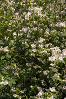 Seringat Korusu (Şairlerin Yasemin Korusu) ya da the white flowers