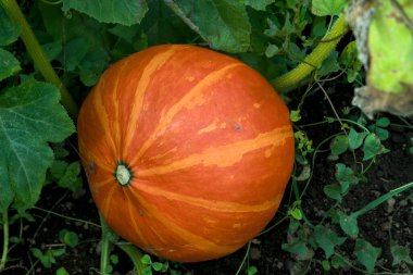 Cadılar Bayramı Balkabağı onun bahçesinde