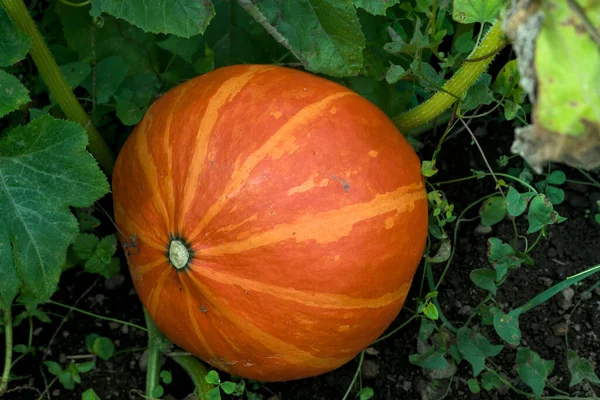Cadılar Bayramı Balkabağı onun bahçesinde