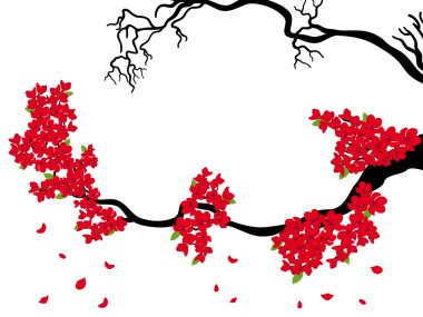 Çiçek açan ve kurutulmuş Sakura dalları