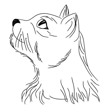 Kedi kadar portre seyir