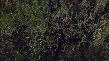 Püre üzerinde drone görünümü. Bataklıklar üzerinde uçan bir uçak.