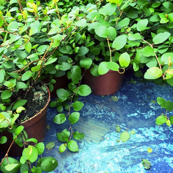 Levendige groene planten in potten — Stockfoto