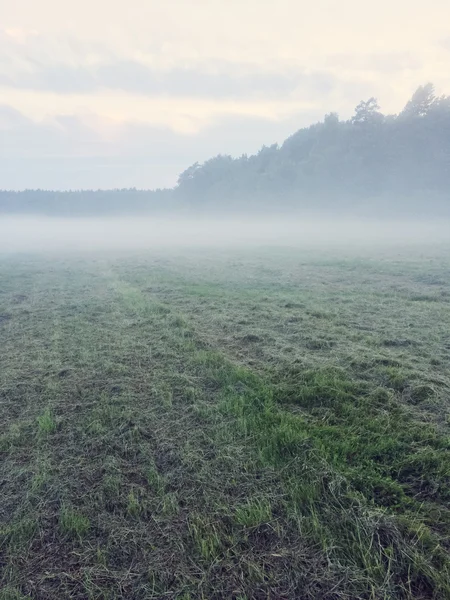 Mistige veld met vers gemaaide gras — Stockfoto