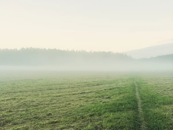 Path going through the misty green field — Stock Photo, Image