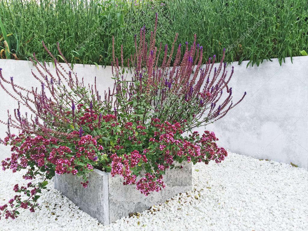 Flowerbed with purple flowers