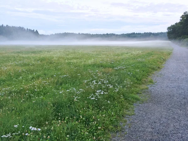 Nebelgrüne Wiese mit blühenden Wildblumen — Stockfoto