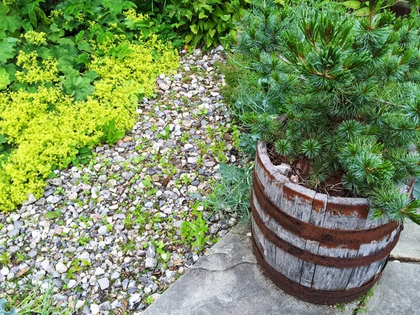 Pequeno pinheiro crescendo em um pote de madeira — Fotografia de Stock