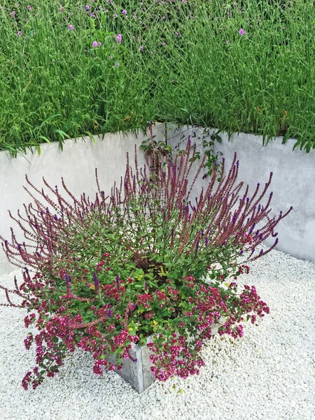 Lila Blumen schmücken zeitgenössischen Garten — Stockfoto