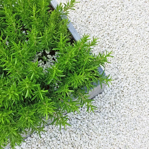 Rosemary rostlina na bílém pozadí kamene — Stock fotografie