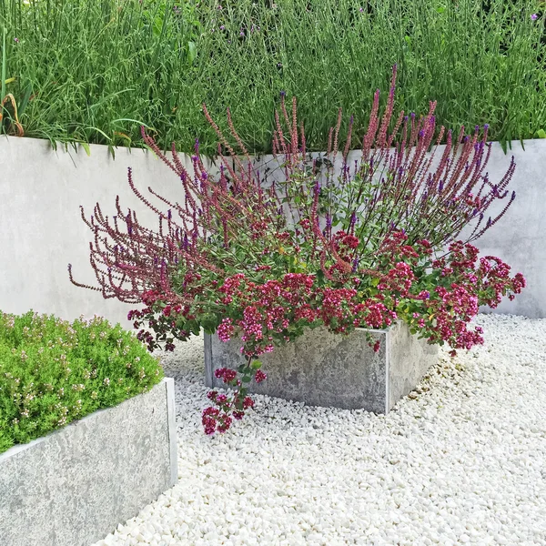 咲く植物の花壇 — ストック写真