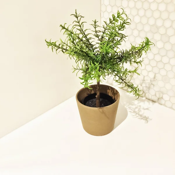 Árbol decorativo de romero en la esquina de la cocina —  Fotos de Stock
