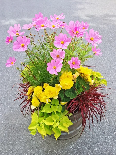 Begonias ve cosmos çiçek çiçek aranjmanı — Stok fotoğraf