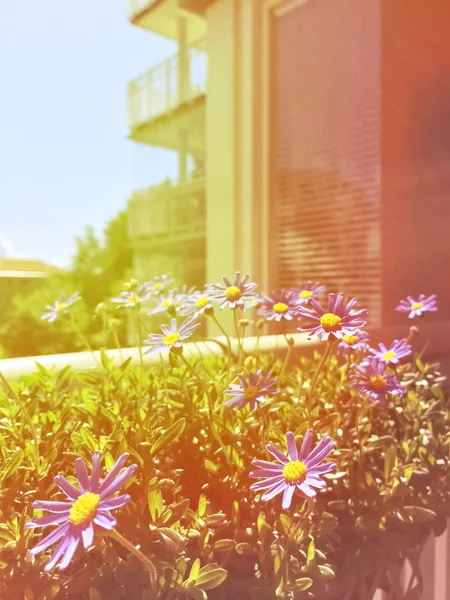 Balkong med blommande tusenskönor i retro ljus — Stockfoto