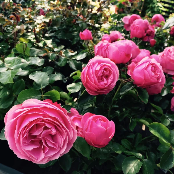 Hermosas rosas antiguas en el jardín de verano — Foto de Stock