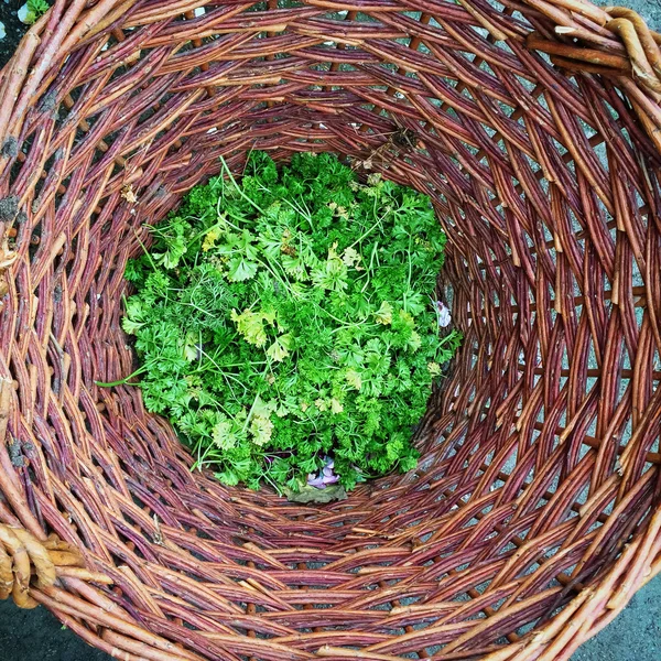 Mand met tuinafval voor verwerking tot compost — Stockfoto