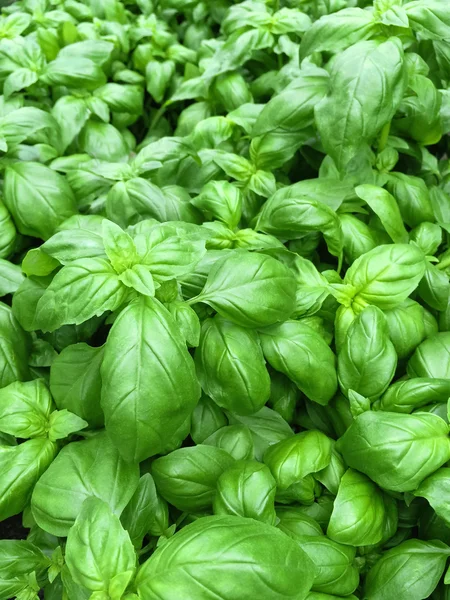 Fresh basil leaves — Stock Photo, Image