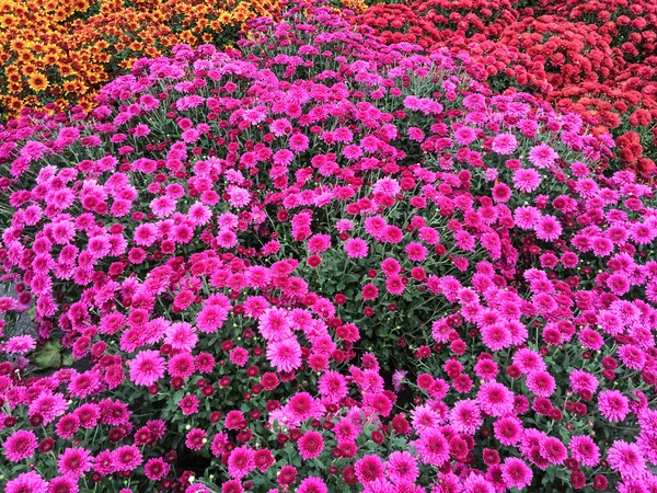 Vibrant purple chrysanthemums