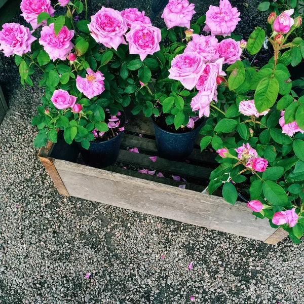 Panelas com belas rosas rosa — Fotografia de Stock