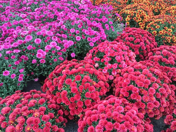 Schöne rote und lila Chrysanthemen — Stockfoto