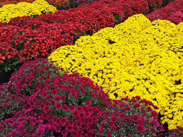 Gele, rode en paarse chrysanten — Stockfoto