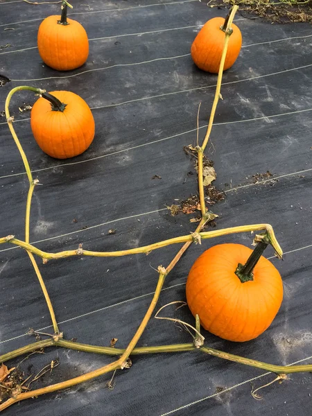 Gemüsebeet mit reifen orangefarbenen Kürbissen — Stockfoto