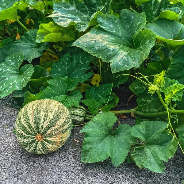 Zielony Cushaw squash w jesienny ogród — Zdjęcie stockowe