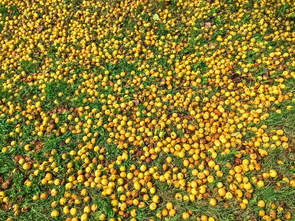 Πέσει κίτρινα μήλα, στο γρασίδι — Φωτογραφία Αρχείου