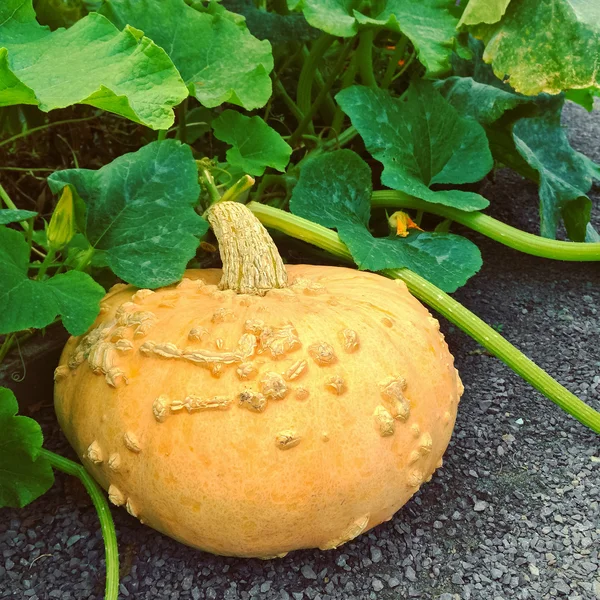 Žlutá squash na podzimní zahradě — Stock fotografie