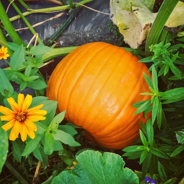 Großer orangefarbener Kürbis im Herbstgarten — Stockfoto