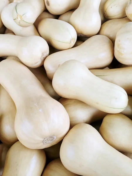 White Butternut squash — Stock Photo, Image