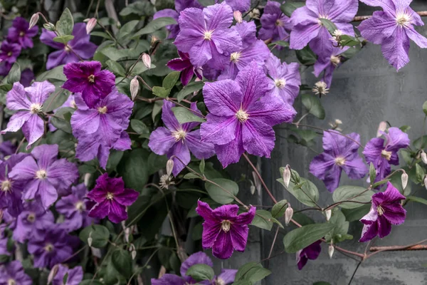 Hermosas Flores Clematis Púrpura Floreciendo Jardín Verano —  Fotos de Stock