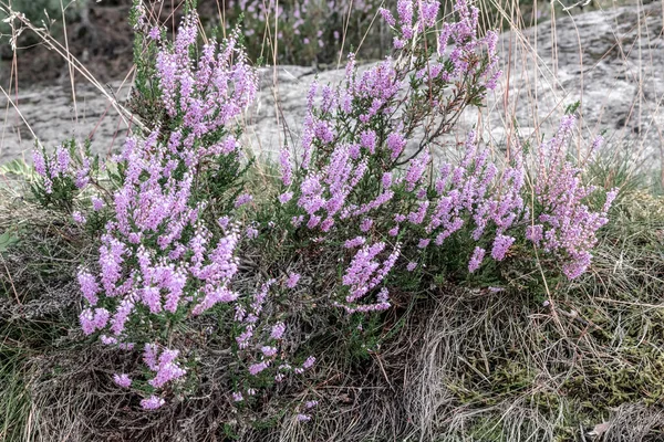 Wild Heather Blooming Scandinavian Summer Forest — Stock Photo, Image