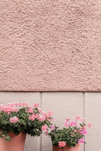 Γεράνια Διακόσμηση Ροζ Τοίχο Ενός Σπιτιού Μια Ευρωπαϊκή Πόλη — Φωτογραφία Αρχείου