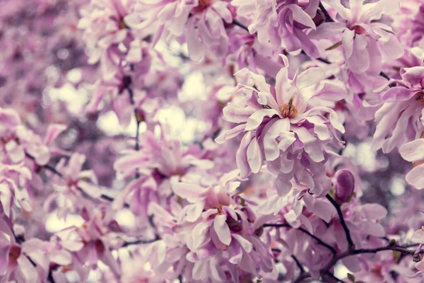 Vintage Roze Magnolia Bloemen Mooie Lente Bloesem Achtergrond — Stockfoto