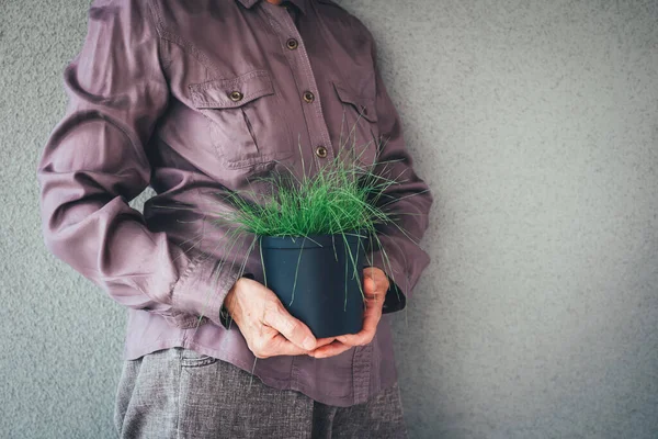 Vrouw Paars Shirt Met Een Pot Met Groen Decoratief Gras — Stockfoto