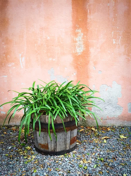 家の外面を飾る木製の鍋では緑の植物 — ストック写真