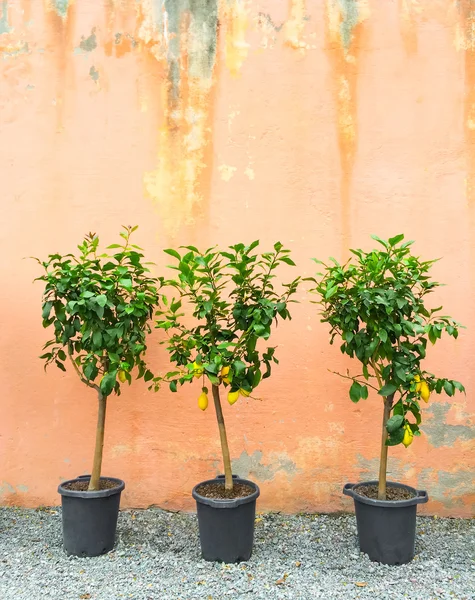 Lemon trees decorating house exterior — Stock Photo, Image