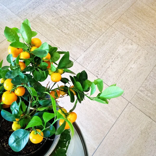 Árbol de mandarina en una olla —  Fotos de Stock