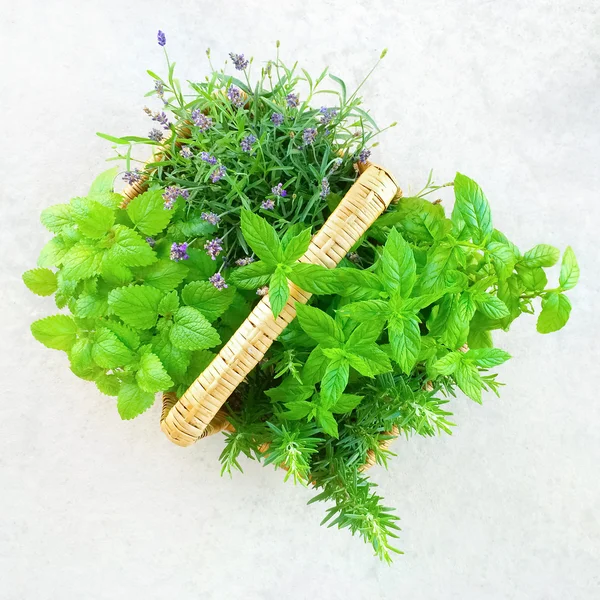 Fresh mint and lavender in a basket — Stock Photo, Image