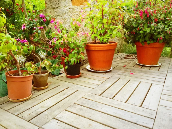 Mängd olika blommor och växter i sommarträdgård — Stockfoto