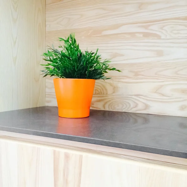 Planta verde decorando cocina de madera —  Fotos de Stock