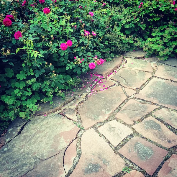 Vilda rosor i sommarträdgård — Stockfoto